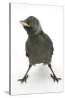 Baby Jackdaw (Corvus Monedula) with Feet Wide Apart-Mark Taylor-Stretched Canvas