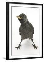 Baby Jackdaw (Corvus Monedula) with Feet Wide Apart-Mark Taylor-Framed Premium Photographic Print