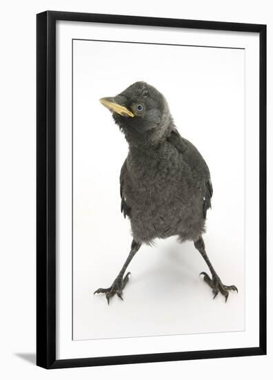 Baby Jackdaw (Corvus Monedula) with Feet Wide Apart-Mark Taylor-Framed Premium Photographic Print