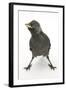 Baby Jackdaw (Corvus Monedula) with Feet Wide Apart-Mark Taylor-Framed Premium Photographic Print