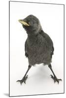 Baby Jackdaw (Corvus Monedula) with Feet Wide Apart-Mark Taylor-Mounted Premium Photographic Print