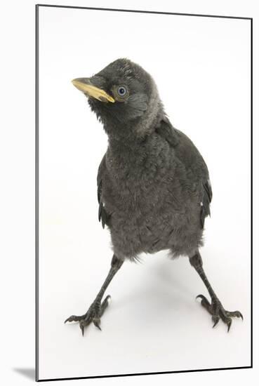 Baby Jackdaw (Corvus Monedula) with Feet Wide Apart-Mark Taylor-Mounted Premium Photographic Print