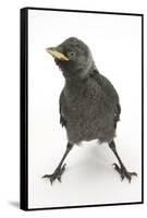 Baby Jackdaw (Corvus Monedula) with Feet Wide Apart-Mark Taylor-Framed Stretched Canvas
