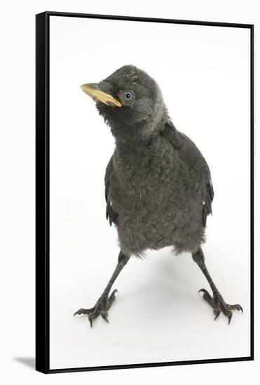 Baby Jackdaw (Corvus Monedula) with Feet Wide Apart-Mark Taylor-Framed Stretched Canvas