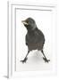 Baby Jackdaw (Corvus Monedula) with Feet Wide Apart-Mark Taylor-Framed Photographic Print