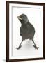 Baby Jackdaw (Corvus Monedula) with Feet Wide Apart-Mark Taylor-Framed Photographic Print