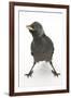 Baby Jackdaw (Corvus Monedula) with Feet Wide Apart-Mark Taylor-Framed Photographic Print