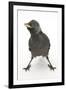 Baby Jackdaw (Corvus Monedula) with Feet Wide Apart-Mark Taylor-Framed Photographic Print