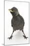 Baby Jackdaw (Corvus Monedula) with Feet Wide Apart-Mark Taylor-Mounted Photographic Print
