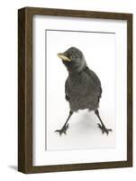 Baby Jackdaw (Corvus Monedula) with Feet Wide Apart-Mark Taylor-Framed Photographic Print