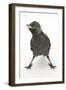 Baby Jackdaw (Corvus Monedula) with Feet Wide Apart-Mark Taylor-Framed Photographic Print