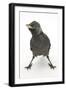 Baby Jackdaw (Corvus Monedula) with Feet Wide Apart-Mark Taylor-Framed Photographic Print