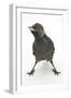 Baby Jackdaw (Corvus Monedula) with Feet Wide Apart-Mark Taylor-Framed Photographic Print