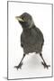 Baby Jackdaw (Corvus Monedula) with Feet Wide Apart-Mark Taylor-Mounted Photographic Print