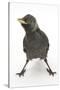 Baby Jackdaw (Corvus Monedula) with Feet Wide Apart-Mark Taylor-Stretched Canvas