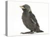 Baby Jackdaw (Corvus Monedula)-Mark Taylor-Stretched Canvas