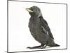Baby Jackdaw (Corvus Monedula)-Mark Taylor-Mounted Photographic Print