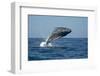 Baby Jump-Andrea Izzotti-Framed Photographic Print