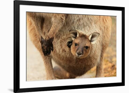 Baby Kangaroo-Joey-in Pouch-null-Framed Premium Giclee Print