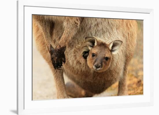 Baby Kangaroo-Joey-in Pouch-null-Framed Premium Giclee Print