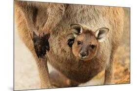 Baby Kangaroo-Joey-in Pouch-null-Mounted Premium Giclee Print