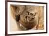Baby Kangaroo-Joey-in Pouch-null-Framed Premium Giclee Print
