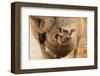 Baby Kangaroo-Joey-in Pouch-null-Framed Art Print