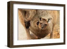 Baby Kangaroo-Joey-in Pouch-null-Framed Art Print