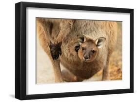 Baby Kangaroo-Joey-in Pouch-null-Framed Art Print