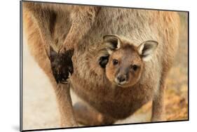 Baby Kangaroo-Joey-in Pouch-null-Mounted Art Print