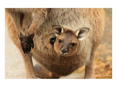 Baby Kangaroo-Joey-in Pouch' Art 