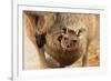 Baby Kangaroo-Joey-in Pouch-null-Framed Art Print