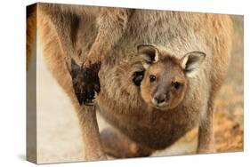 Baby Kangaroo-Joey-in Pouch-null-Stretched Canvas