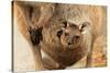 Baby Kangaroo-Joey-in Pouch-null-Stretched Canvas