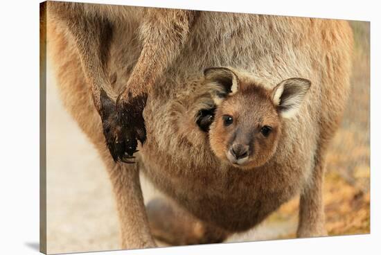 Baby Kangaroo-Joey-in Pouch-null-Stretched Canvas