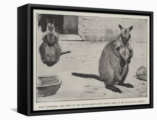 Baby Kangaroo, the First of the Brush-Tailed Rock Species Born at the Zoological Gardens-Cecil Aldin-Framed Stretched Canvas