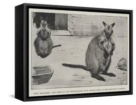 Baby Kangaroo, the First of the Brush-Tailed Rock Species Born at the Zoological Gardens-Cecil Aldin-Framed Stretched Canvas