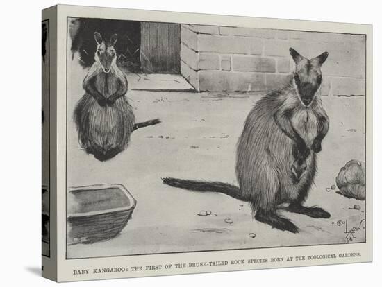 Baby Kangaroo, the First of the Brush-Tailed Rock Species Born at the Zoological Gardens-Cecil Aldin-Stretched Canvas