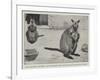 Baby Kangaroo, the First of the Brush-Tailed Rock Species Born at the Zoological Gardens-Cecil Aldin-Framed Giclee Print