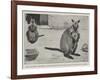 Baby Kangaroo, the First of the Brush-Tailed Rock Species Born at the Zoological Gardens-Cecil Aldin-Framed Giclee Print