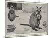 Baby Kangaroo, the First of the Brush-Tailed Rock Species Born at the Zoological Gardens-Cecil Aldin-Mounted Giclee Print