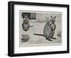 Baby Kangaroo, the First of the Brush-Tailed Rock Species Born at the Zoological Gardens-Cecil Aldin-Framed Giclee Print