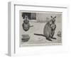 Baby Kangaroo, the First of the Brush-Tailed Rock Species Born at the Zoological Gardens-Cecil Aldin-Framed Giclee Print