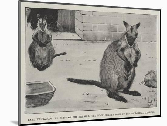 Baby Kangaroo, the First of the Brush-Tailed Rock Species Born at the Zoological Gardens-Cecil Aldin-Mounted Giclee Print