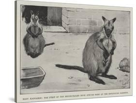 Baby Kangaroo, the First of the Brush-Tailed Rock Species Born at the Zoological Gardens-Cecil Aldin-Stretched Canvas