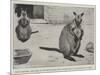 Baby Kangaroo, the First of the Brush-Tailed Rock Species Born at the Zoological Gardens-Cecil Aldin-Mounted Giclee Print