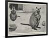 Baby Kangaroo, the First of the Brush-Tailed Rock Species Born at the Zoological Gardens-Cecil Aldin-Framed Giclee Print