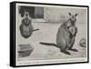 Baby Kangaroo, the First of the Brush-Tailed Rock Species Born at the Zoological Gardens-Cecil Aldin-Framed Stretched Canvas