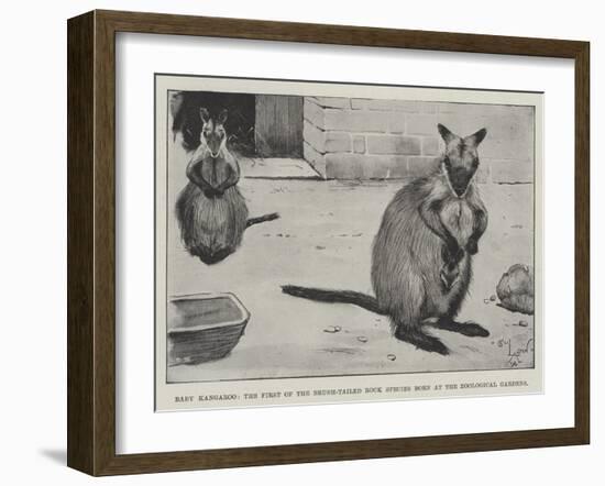 Baby Kangaroo, the First of the Brush-Tailed Rock Species Born at the Zoological Gardens-Cecil Aldin-Framed Giclee Print