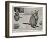 Baby Kangaroo, the First of the Brush-Tailed Rock Species Born at the Zoological Gardens-Cecil Aldin-Framed Giclee Print